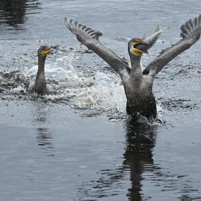 Comorant Catching A Fish Tom Murray Yellow Ribbon