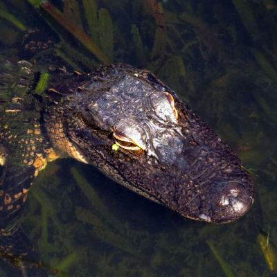 Mt. Dora Gator Luis Cruz