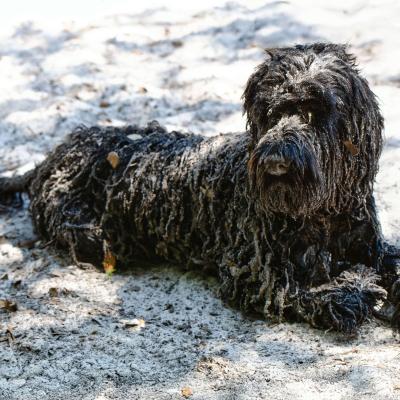Playing In The Sand Bob Wester
