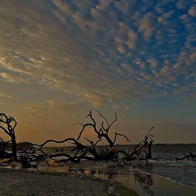 Driftwood Beach Anna Schneider