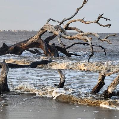 Jekyll Island Robert Schneider