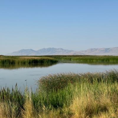 Peace In The Utah Valley Martha Colyer