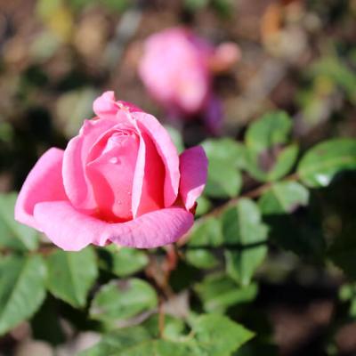 Rose Bud Gail Schultz Yellow Ribbon