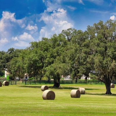 Summer Bales Of Hay For Autumn And Winter Dave Schultz Yellow Ribbon